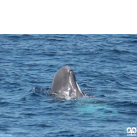 گونه نهنگ اسپرم